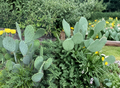Opuntia humifusa Eastern Prickly Pear Cactus Pads - Unrooted, 2 lb