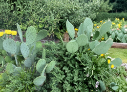 Opuntia humifusa Eastern Prickly Pear Cactus Pads - Unrooted, 2 lb