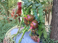 Red Dragon Fruit Cuttings Hailey’s Comet – 2 Unrooted 9–14 Inch