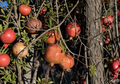 10 Unrooted Wonderful Pomegranate Cuttings (Punica granatum) - Scion Wood for Grafting