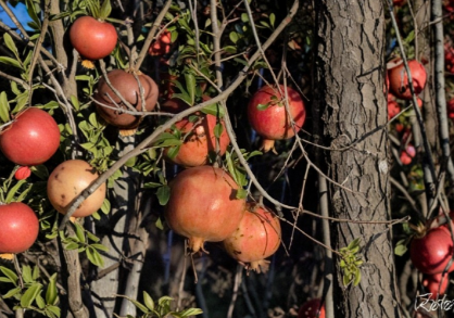 10 Unrooted Wonderful Pomegranate Cuttings (Punica granatum) - Scion Wood for Grafting