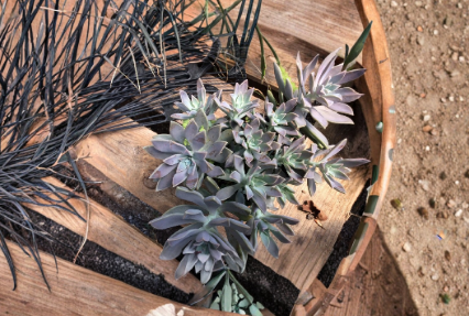 Echeveria Ghost Plant Succulent Cuttings - 2–4 in Unrooted Rosette Cuttings (2 Pack)