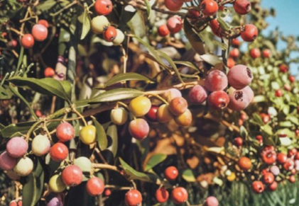Arbequina Olive Tree Live Rooted Starter Plant Olea europaea | 1 Small Olive Tree for Containers or Garden