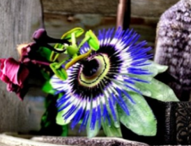 Blue Crown Passion Flower Passiflora caerulea Starter Plant, Rooted Vine