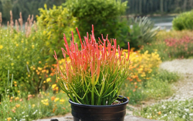 Euphorbia tirucalli Sticks on Fire Cuttings – 4 Live Unrooted Cuttings for Propagation