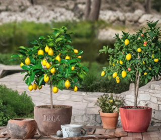 Meyer Lemon Tree Live Citrus Plant - 16–24 Inch, Potted