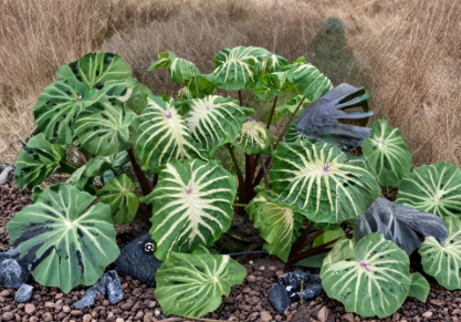 White Lava Elephant Ear (Colocasia esculenta) Rooted Starter Plant