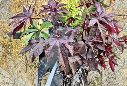 Cranberry Hibiscus Live Plant Cuttings Hibiscus acetosella - Unrooted Cuttings