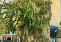 Hoya Wayetii Live Plant Cutting - 3+ Node Bare Root (Unpotted) Indoor Vining Plant