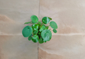 Pilea peperomioides Chinese Money Plant Live Indoor 4-Inch Pot