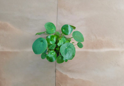 Pilea peperomioides Chinese Money Plant Live Indoor 4-Inch Pot