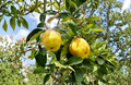 Honey Quince Fresh Cuttings 5 Pack - Unrooted for Rooting