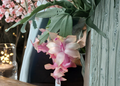 Christmas Cactus Cuttings - Unrooted Schlumbergera Segments for Propagation