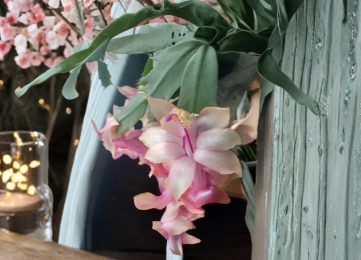 Christmas Cactus Cuttings - Unrooted Schlumbergera Segments for Propagation