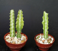 Euphorbia Lactea Dragon Bone Cactus - 4-Inch Pot, Live Succulent