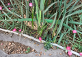 Dragon Fruit Pitaya Cuttings – 3 Live Unrooted 8–10 in (Red & White Flesh) for Planting or Grafting