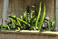 White Dragon Fruit Cuttings - 5 Unrooted 8-Inch Pitaya Cuttings for Planting