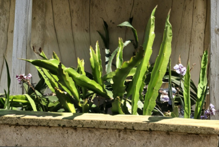 White Dragon Fruit Cuttings - 5 Unrooted 8-Inch Pitaya Cuttings for Planting