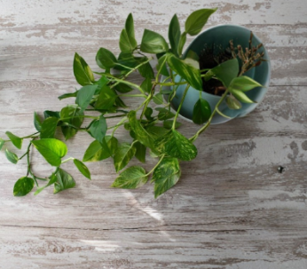 Golden Pothos Live Rooted Cuttings – 6+ Epipremnum aureum Variegated Houseplant Cuttings