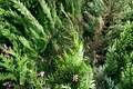 Leyland Cypress Unrooted Cuttings - 75 Fresh Unrooted Cuttings for Propagation