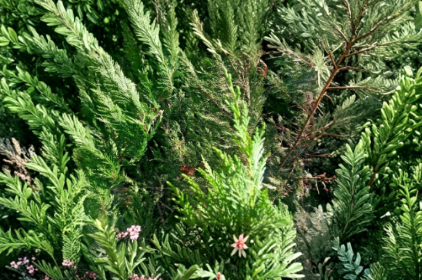 Leyland Cypress Unrooted Cuttings - 75 Fresh Unrooted Cuttings for Propagation