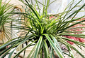 Reverse Variegated Spider Plant Cuttings – 3 Live rooted starts (Chlorophytum comosum)