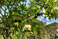 Calderona MP Fig Tree Cutting - 8 Inch Unrooted Ficus carica Cutting for Propagation