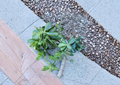 Jade Plant Cutting Crassula Ovata Unrooted 1