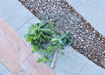 Jade Plant Cutting Crassula Ovata Unrooted 1