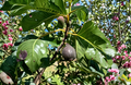 Violetta de Bordeaux Fig Tree Cuttings (3 Unrooted) Ficus carica Propagation
