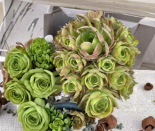 Aeonium Succulent Cuttings - 5 Unrooted Rosette Cuttings, ~3" Wide