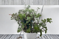 Callisia repens Turtle Vine Cuttings - 7 Unrooted Creeping Inch Plant