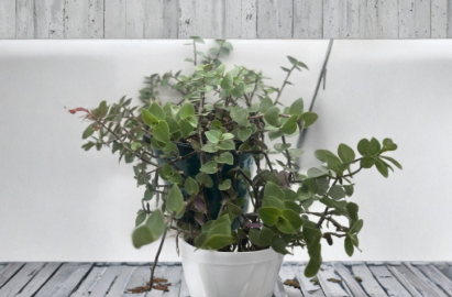Callisia repens Turtle Vine Cuttings - 7 Unrooted Creeping Inch Plant