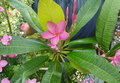 Plumeria Cutting - Unrooted Single Tip 8–10 in (Frangipani) for Propagation