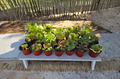 Aeonium Succulent Cluster Live Plant in 4-Inch Planter | 4-Inch Tall, Large Rosette Head