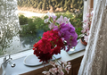 Ivy Geranium Cuttings Pelargonium peltatum - 12 Unrooted Mixed Color Cuttings for Hanging Baskets