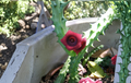Huernia schneideriana Starfish Cactus - 10 Rooted Live Plants