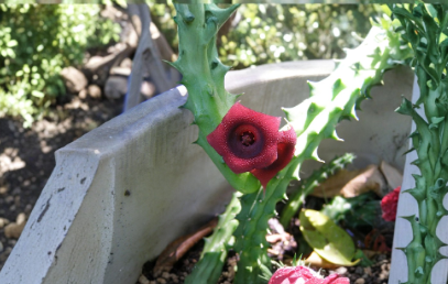 Huernia schneideriana Starfish Cactus - 10 Rooted Live Plants