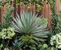 Caribbean Agave Angustifolia Variegata Baby Plants • 5 Live Offsets