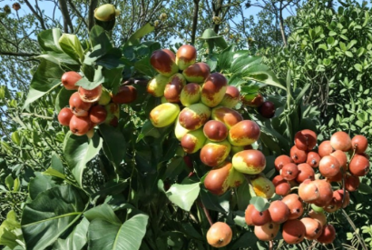 Sherwood Jujube Cuttings (Chinese Red Date) - Unrooted Scion Wood for Grafting