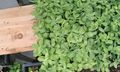 Sedum Neon (Hylotelephium spectabile 'Neon') - 4 Live Young Plants, Groundcover Succulent