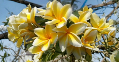 Hawaiian Yellow Plumeria Cutting (8 inch) Unrooted Frangipani for Propagation