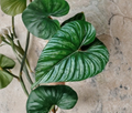 Philodendron Plowmanii Unrooted Cutting | Grower's Choice | Propagation
