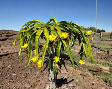 Yellow Dragon Fruit Potted Cutting (8-12 in) | Selenicereus megalanthus