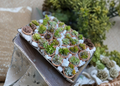 Assorted Succulent Cuttings - 25 Unrooted Varieties for Propagation