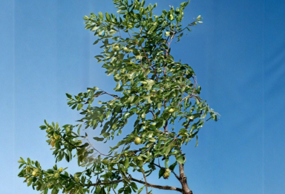 Sherwood Jujube Tree Scion Wood Cuttings (2) – 8" Unrooted Budwood for Grafting