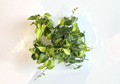 Philodendron Brasil Cuttings 2–3 Unrooted, 3 Leaves Total