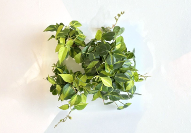 Philodendron Brasil Cuttings 2–3 Unrooted, 3 Leaves Total