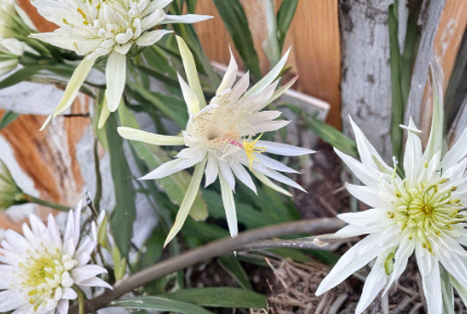 Epiphyllum Orchid Cactus Ophelia Cutting – 8–10 in Unrooted Epiphytic Cactus