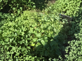 Okinawa Purple Sweet Potato Slips - 15 Unrooted Cuttings for Purple Flesh Plants